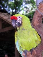 HN0704EP236_bird_park.jpg