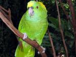 Copn Bird Park - Copn and the West, Honduras