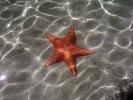 Starfish - Bocas del Toro, Panama