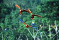 PERA_FLYING_MACAWS2.jpg