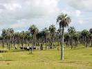 Palm groves - North of Punta, Uruguay