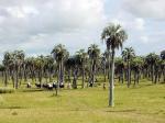 Palm groves - Jos Ignacio and the East, Uruguay