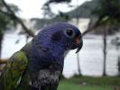 Blue-headed parrot - Canaima, Venezuela