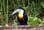 Waku - Canaima, Venezuela