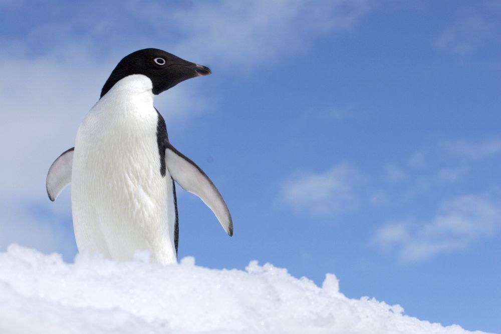 001AQ0712JL_adelie-penguin-james-lowen.jpg [© Last Frontiers Ltd]