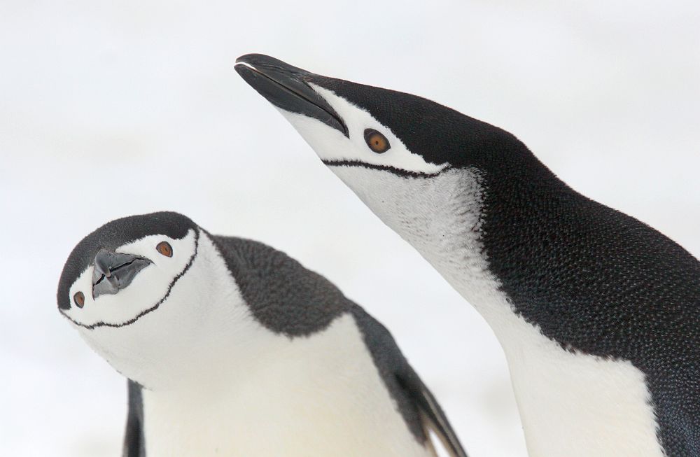003AQ0712JL_chinstrap-penguins-james-lowen.jpg [© Last Frontiers Ltd]