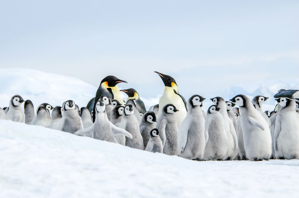 004AQ0810OE_emperor-penguins-snow-hill-ilja-reijnen.jpg [© Last Frontiers Ltd]