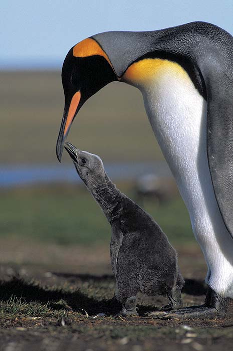 ANOW05_Ki_penguin_with_chick_b17_Rinie_van_Meurs.jpg [© Last Frontiers Ltd]
