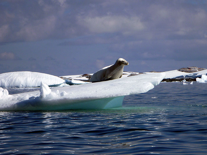 AQ0111SS_antarctica-0378.jpg [© Last Frontiers Ltd]