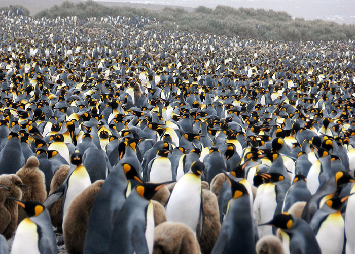 AQ1113LN1136_south-georgia-salisbury-plain-king-penguins.jpg [© Last Frontiers Ltd]