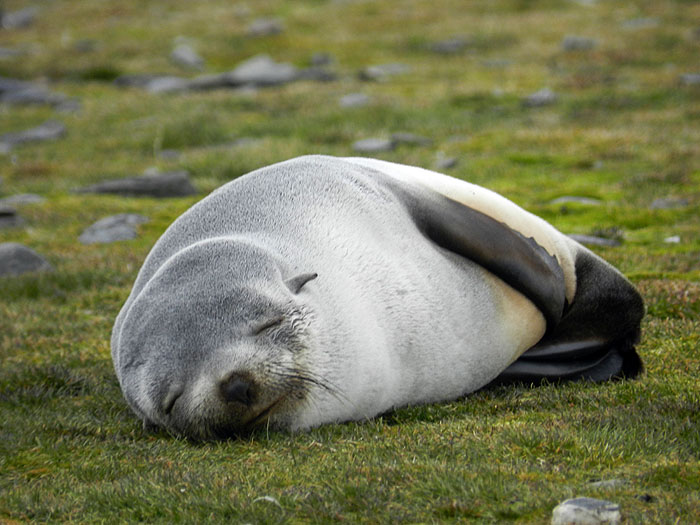 AQ1113LN1208_south-georgia-fortuna-bay-fur-seal.jpg [© Last Frontiers Ltd]