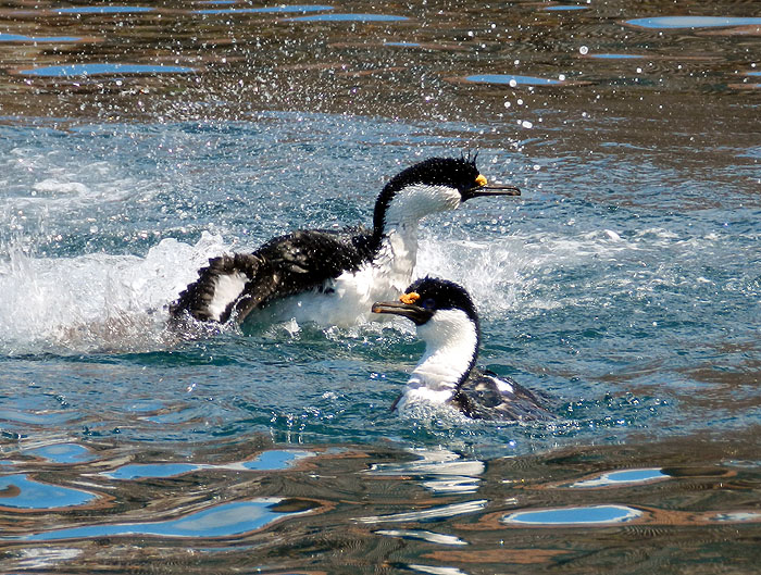 AQ1113LN1313_south-georgia-leith-harbour-antarctic-shag.jpg [© Last Frontiers Ltd]