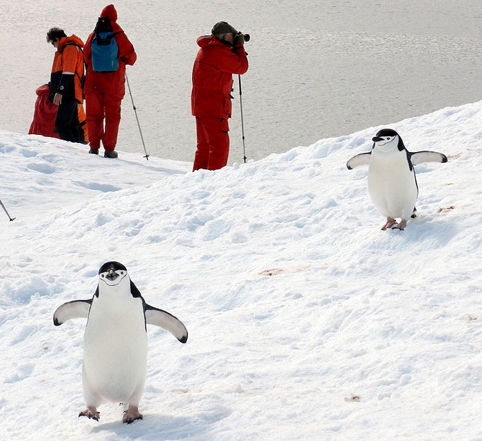 AQ1113LN1691_south-shetland-islands-half-moon-island-adelie-penguins.jpg [© Last Frontiers Ltd]