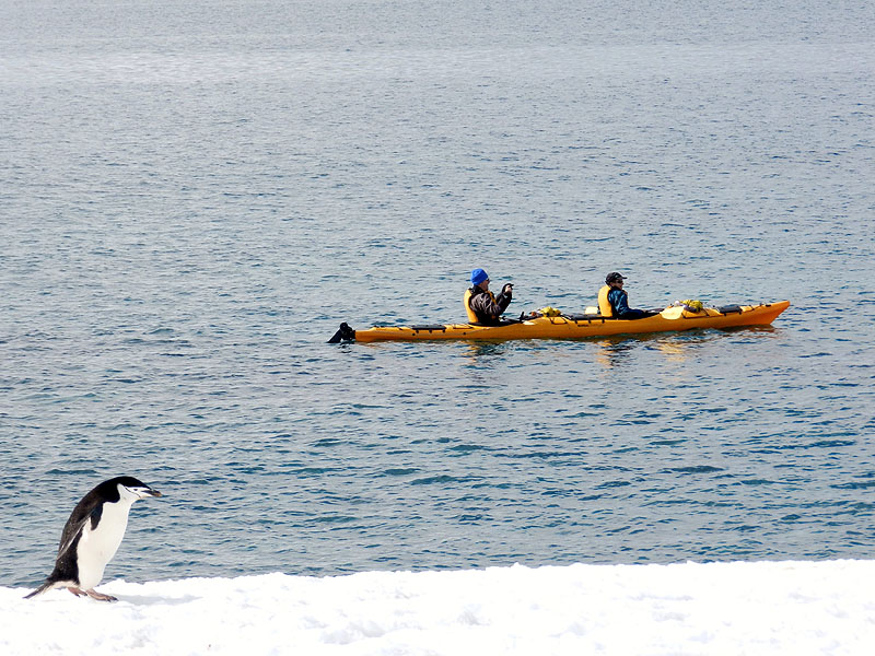 AQ1113LN1706_chinstrap-and-kayakers.jpg [© Last Frontiers Ltd]