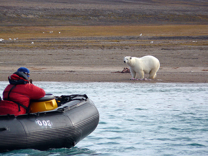 CN0812SM145_coningham-bay-polar-bear.jpg [© Last Frontiers Ltd]
