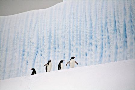 This 7 day itinerary lets you maximise time spent in Antarctica itself while also avoiding the notorious Drake Passage crossing (at least one way) by flying from Punta Arenas (Chile) to King George Island (the largest of the South Shetland Islands). 5 nights are spent aboard ship. Itinerary idea thumbnail