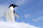 Image: Adelie penguin - Antarctic Peninsula and the Shetland Islands