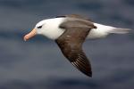 Black-browed albatross - Antarctic Peninsula and the Shetland Islands, Antarctica