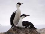 Antarctic wildlife - Antarctic Peninsula and the Shetland Islands, Antarctica