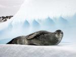 Weddell seal in Antarctica