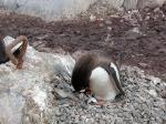 Image: Gentoo penguin - Antarctic Peninsula and the Shetland Islands