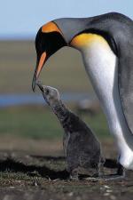 Image: King penguin - South Georgia