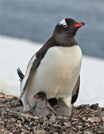 Image: Penguin - Antarctic Peninsula and the Shetland Islands