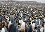 Salisbury Plain - South Georgia, Antarctica