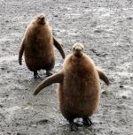 Image: Salisbury Plain - South Georgia