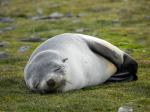 Fortuna Bay - South Georgia, Antarctica