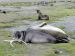 Image: Fortuna Bay - South Georgia