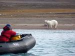 Polar bear, Coningham Bay