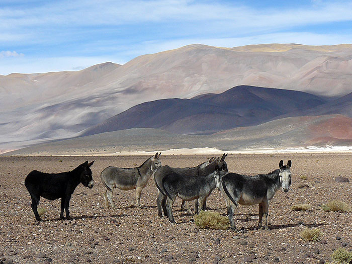 AR0914SM0867_el-penon-to-tolar-grande.jpg [© Last Frontiers Ltd]