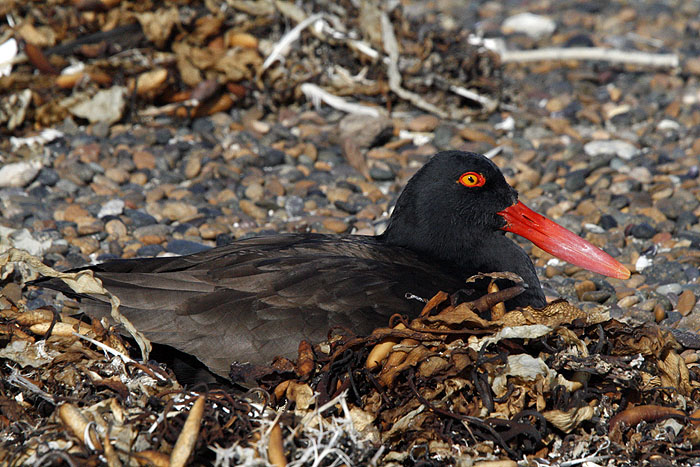 AR1107EM0807_wildlife_on_valdes-magellanic-oystercatcher.jpg [© Last Frontiers Ltd]