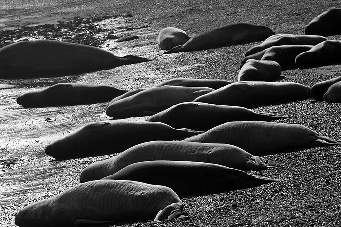 AR1107EM0819_wildlife_on_valdes-elephant-seals.jpg [© Last Frontiers Ltd]