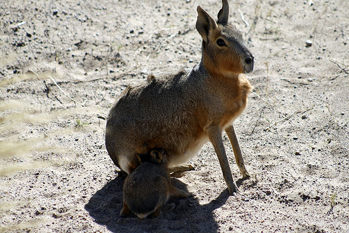 AR1107EM0830_wildlife_on_valdes-mara.jpg [© Last Frontiers Ltd]