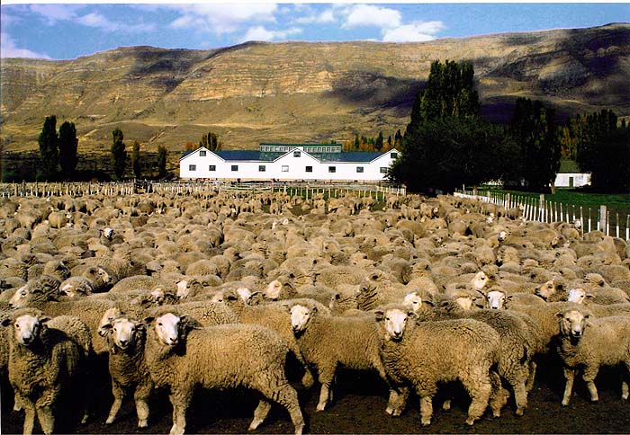 Melanie_Jones_Sheep_Argentina.jpg [© Last Frontiers Ltd]