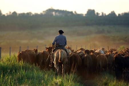 The gaucho life