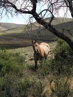 Image: Huechahue trek - San Martin de los Andes, Argentina