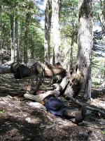 Image: Huechahue trek - San Martin de los Andes, Argentina