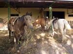 Image: El Ombu de Areco - The Pampas, Argentina