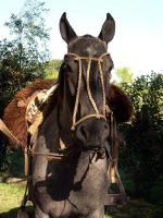 Image: El Ombu de Areco - The Pampas, Argentina