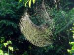 Image: Golden thread spider - Iguassu Falls