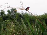 Image: Green kingfisher - The Iber Marshlands