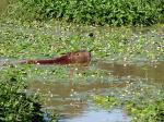 A capybara