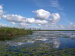 Image: Marshlands - The Iber Marshlands, Argentina