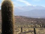 Cacti on the road to Molinos