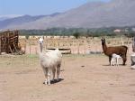 Image: Colome - South of Salta: Cachi and Cafayate, Argentina
