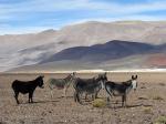 Image: Altiplano - Altiplano