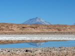 Image: Tolar Grande - Altiplano